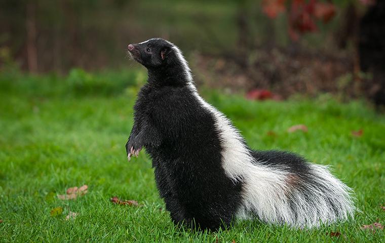 a skunk in the grass