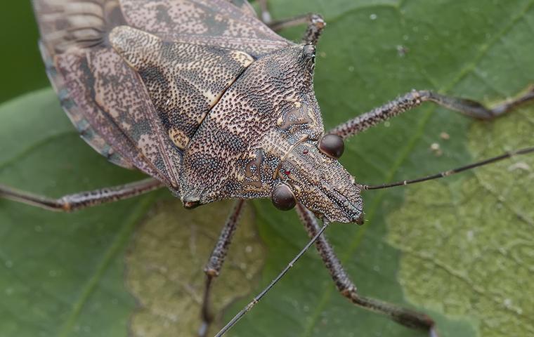 up close image of a bug on a leaf