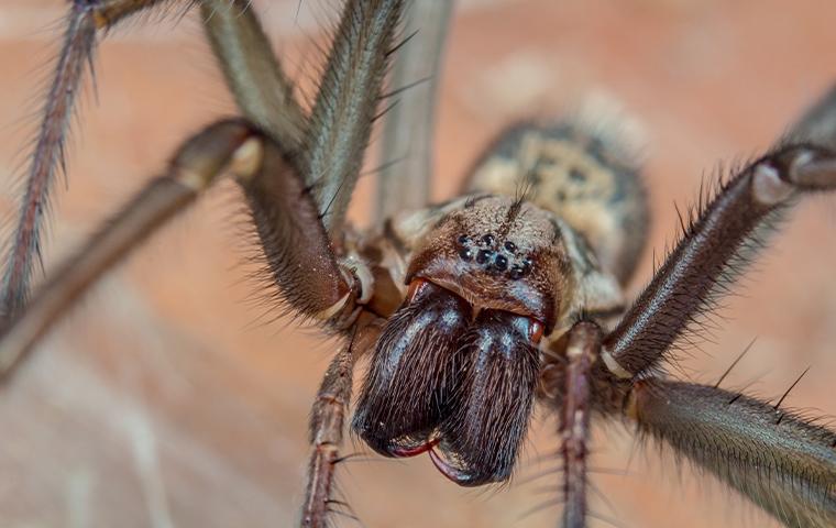 close up of brown spider