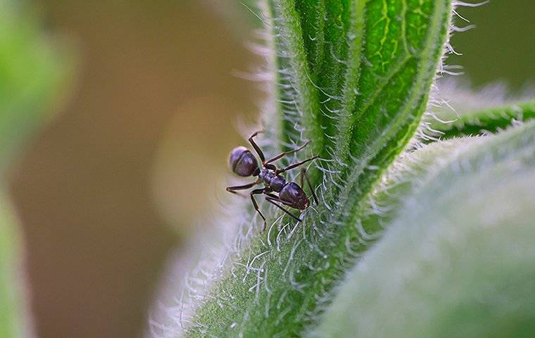 bay leaf ants