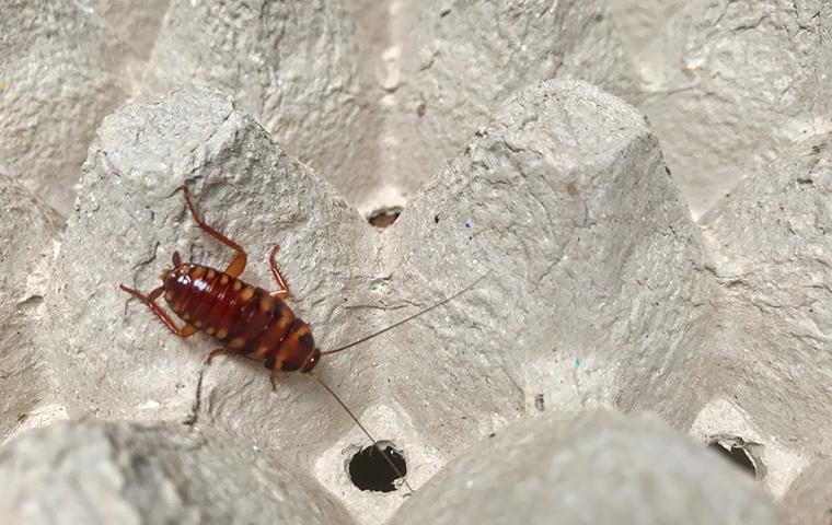 brown banded cockroach inside an egg carton