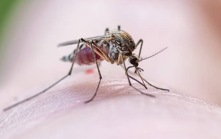 UDC working with health, abatement officials after West Nile virus detected  in mosquito testing - Utah Department of Corrections