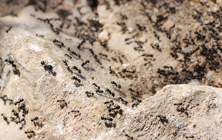 many ants crawling on rock