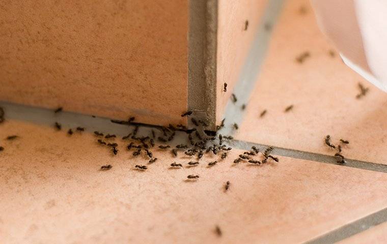 an ant infestation in a kitchen