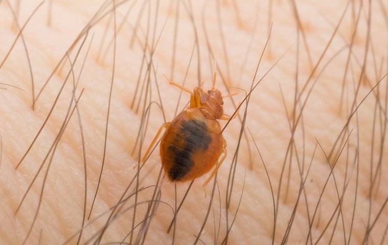 a bed bug on a persons finger