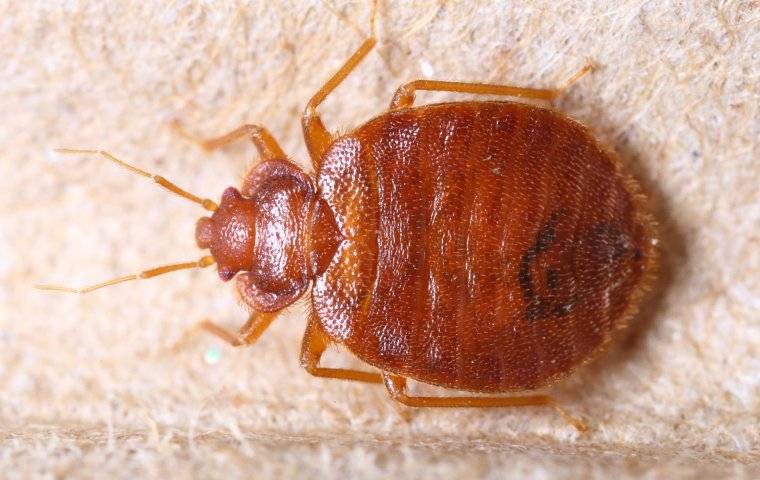 a bed bug crawling on a headboard