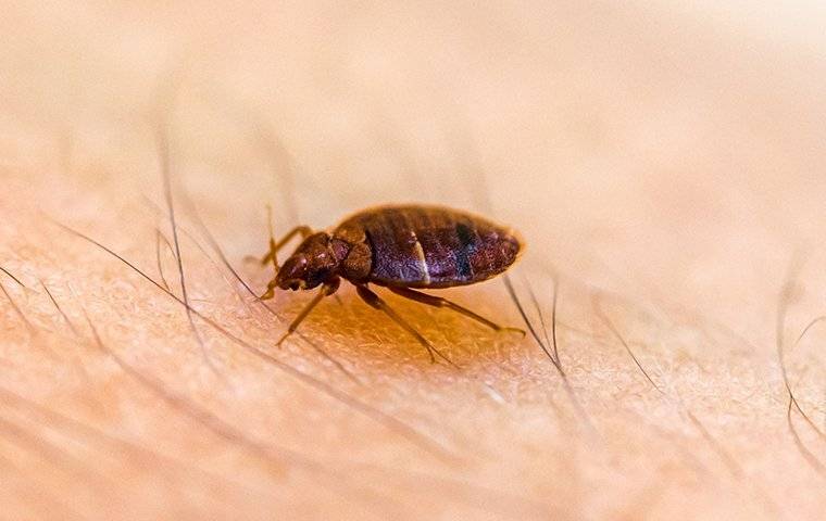 bed bug biting skin