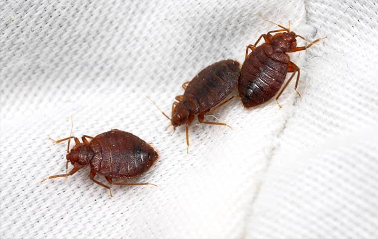three bed bugs on a sheet in New Port Richey, FL.