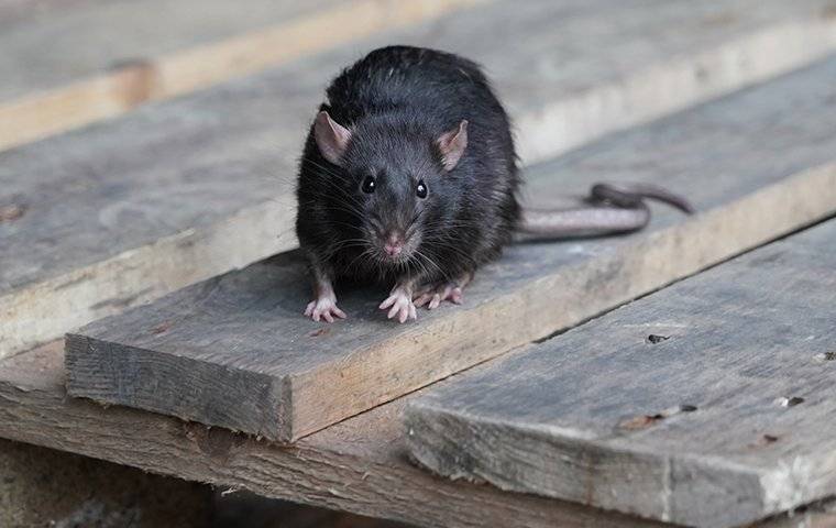 black rat on a wood pallet