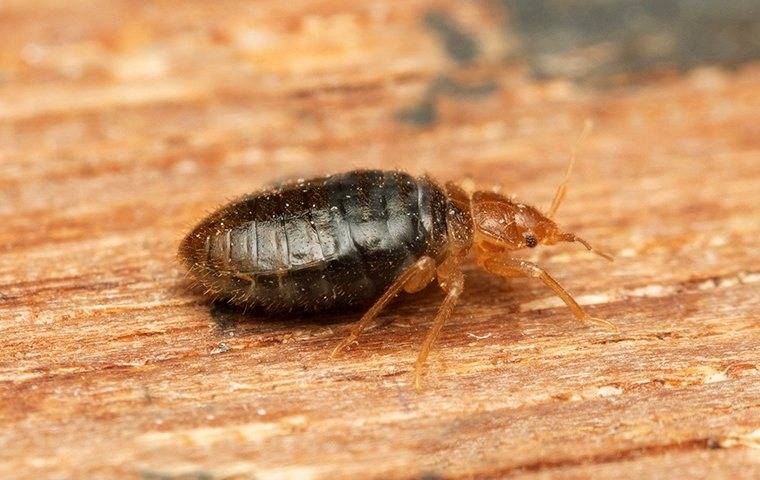 A bed bug on a wooden table.