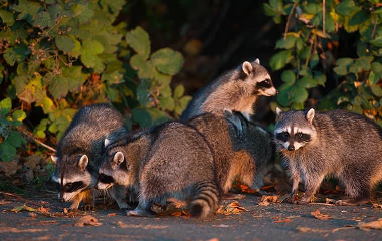 raccoons in a yard