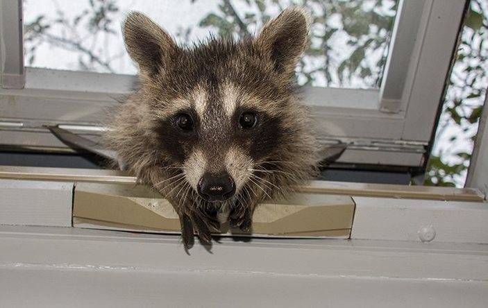 A raccoon breaking in through a window.