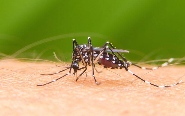 a mosquito on human skin