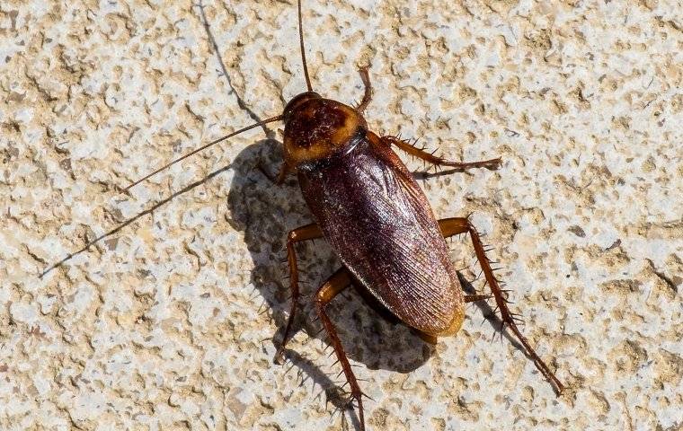 a cockroach crawling in a home