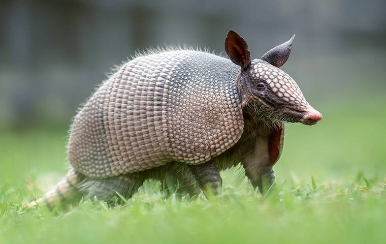 an armadillo walking in a yard