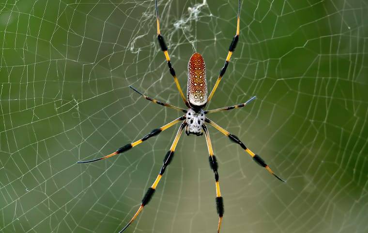 banana spider in its web