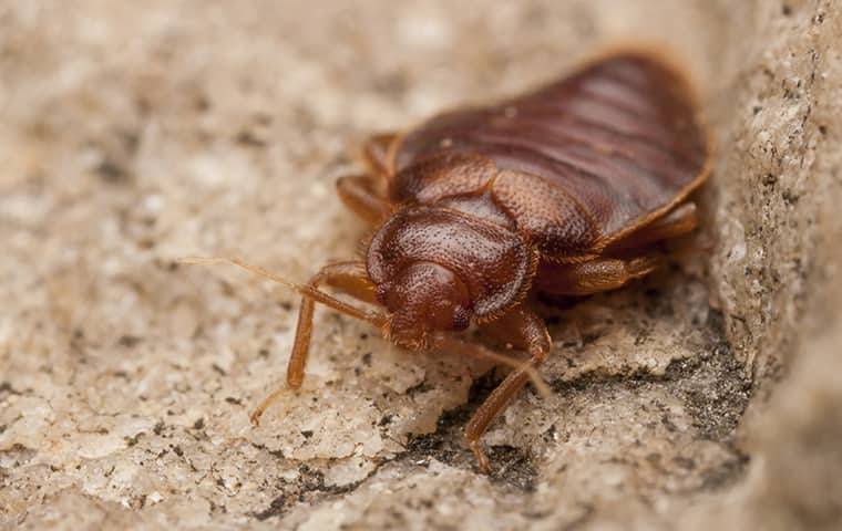 up close image of a bed bug