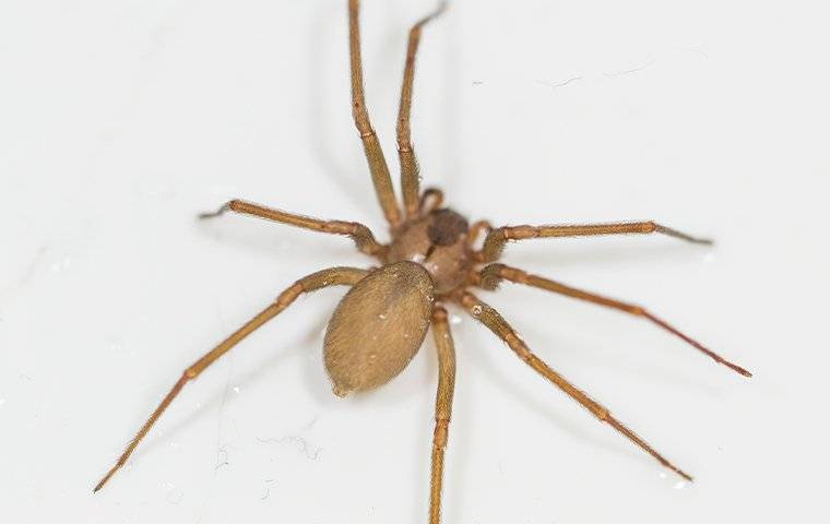 a brown recluse spider crawling on a wall