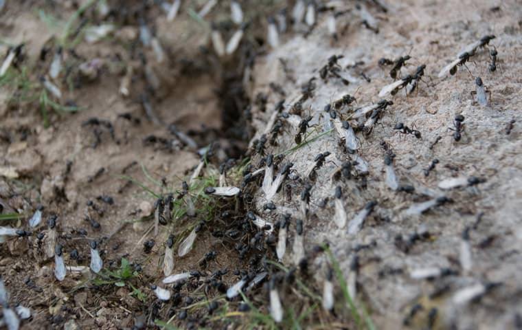 termite swarm