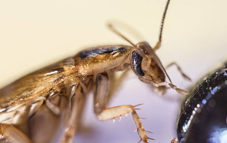 german cockroach eating food in kitchen