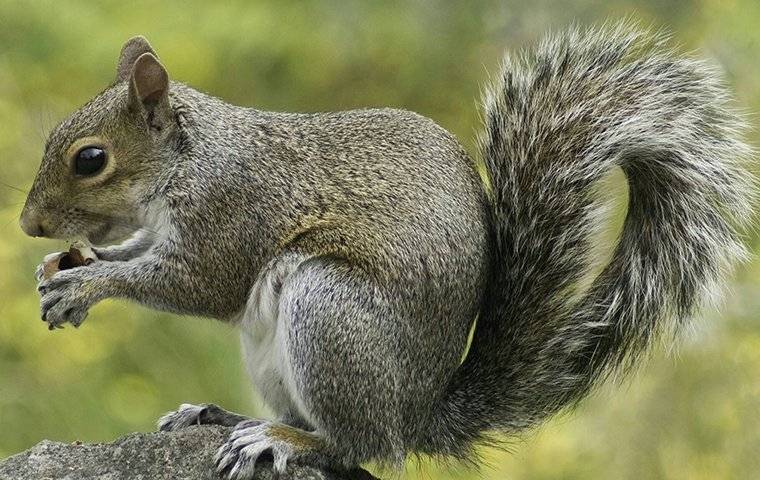 grey squirrel on rock