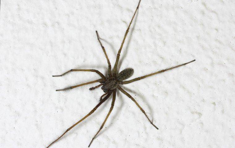 a house spider crawling on a wall