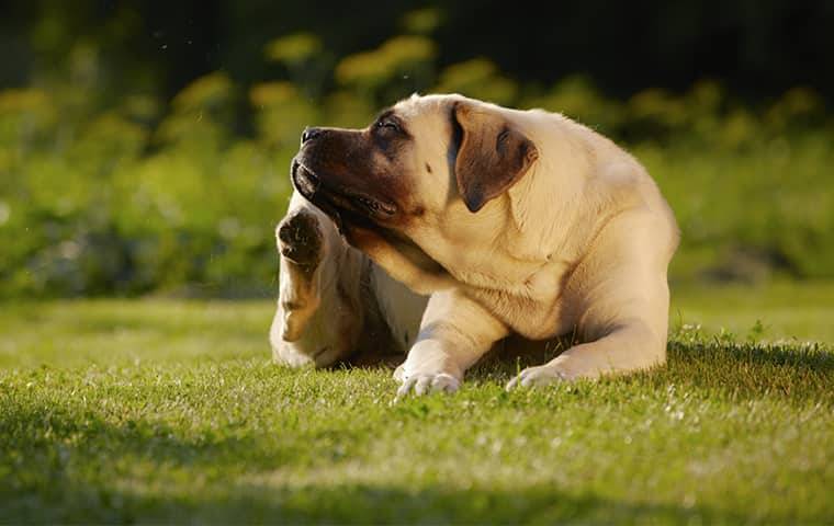 mastiff dog scratching fleas