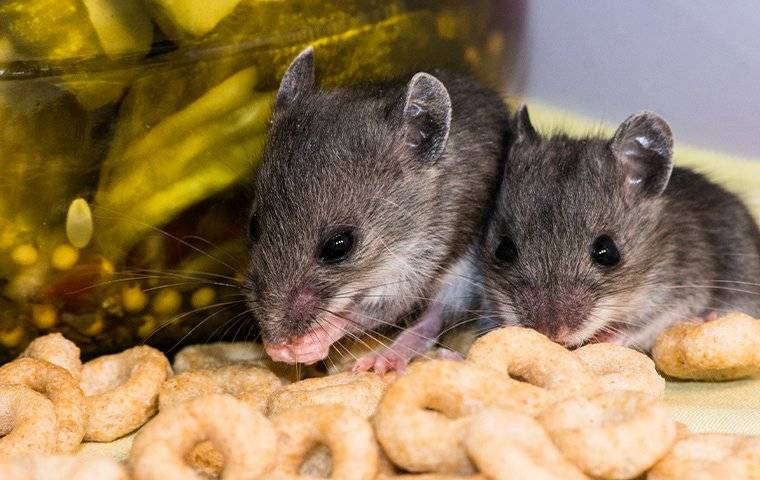 mice in a kitchen cabinet
