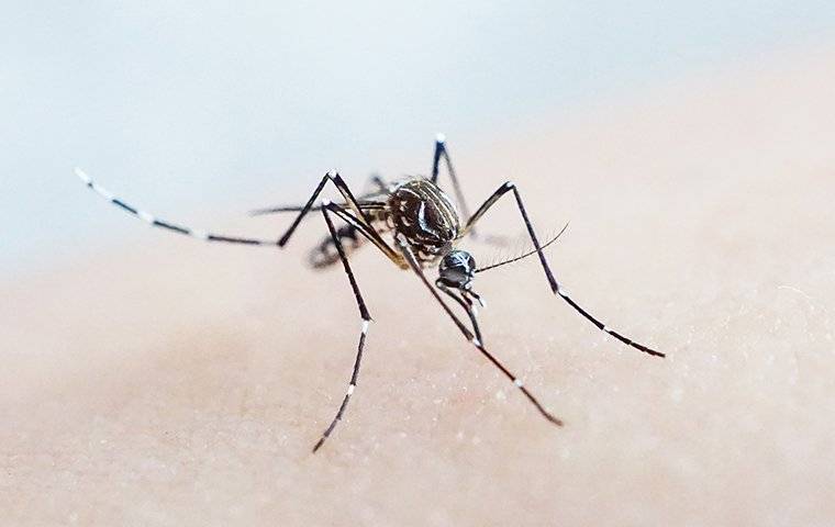 a mosquito biting human skin