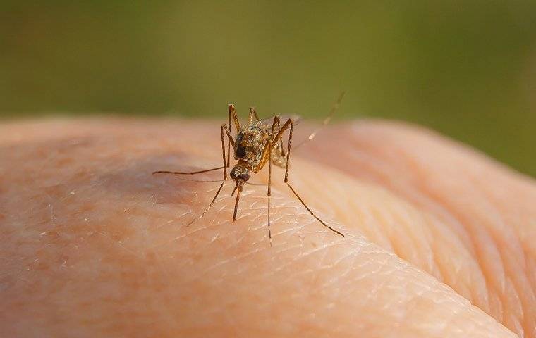a mosquito biting a human hand