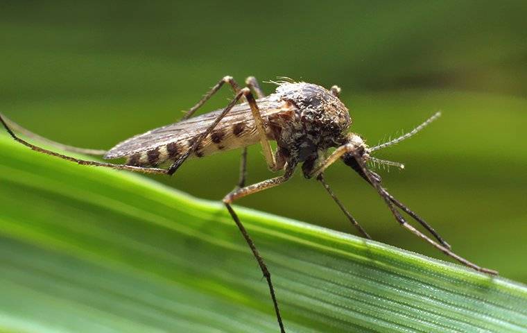 mosquito landing on a blade of grass