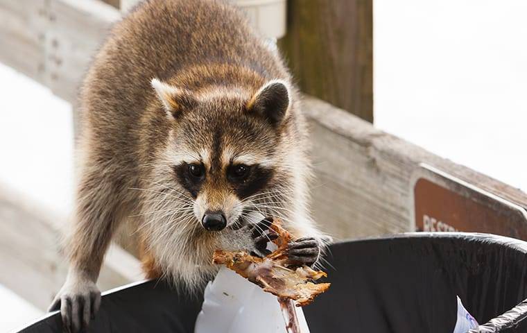 raccoon in trash