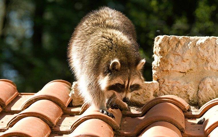 a raccoon on the roof of a home