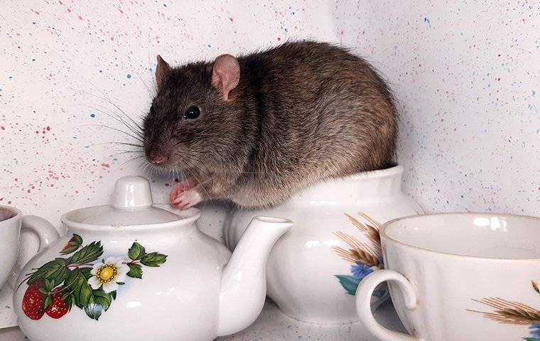 a rat in a tea set