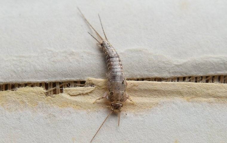 a silverfish feeding on paper