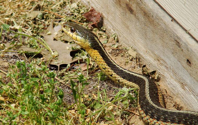 garter snake in yard