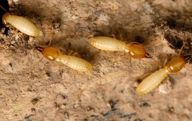 termites infesting a tampa home