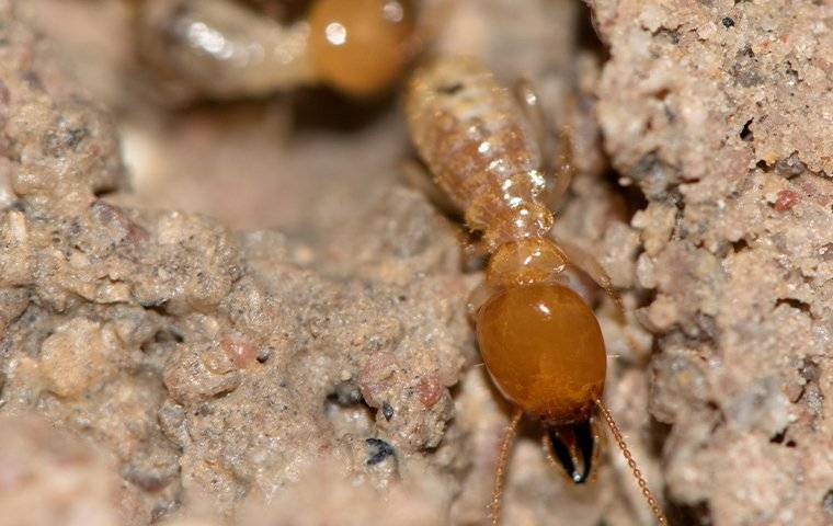 termites chewing on woood