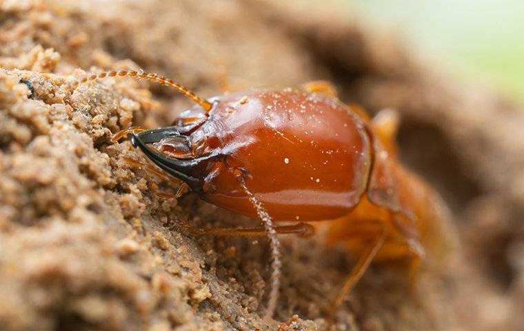 a termite crawling on damaged wood