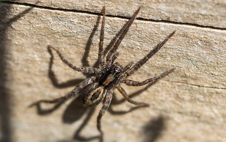 a wolf spider crawling near a home