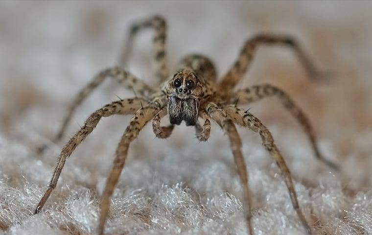 a wolf spider in a living room