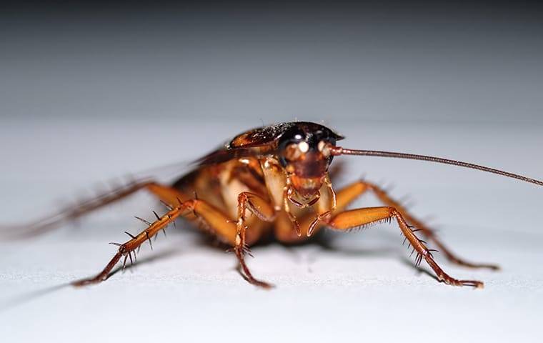 a cockroach crawling on a counter in a kitchen