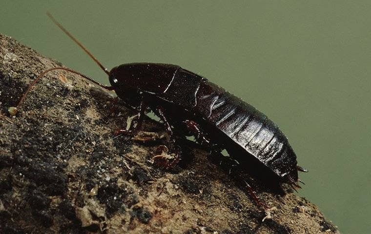 cockroach crawling on branch