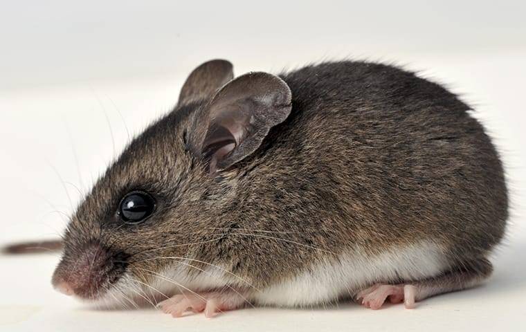 a small mouse inside a home