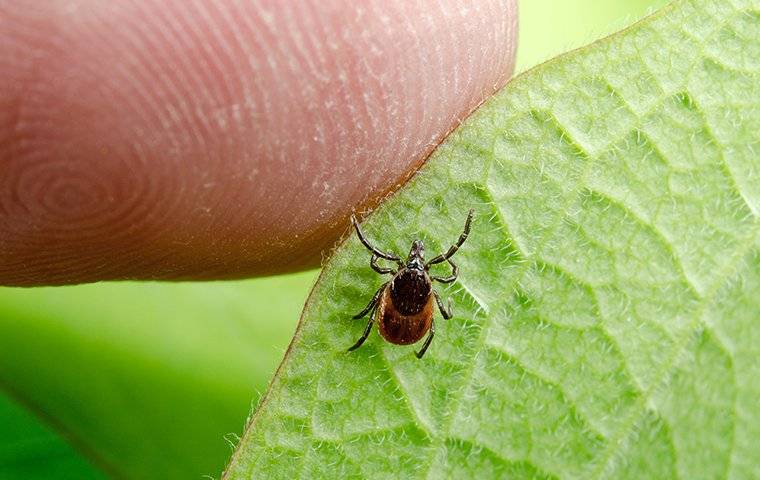 a person finding a tick on a leaf
