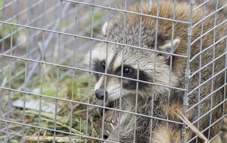 raccoon in a live trap