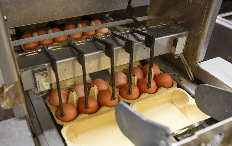eggs in a food processing facility