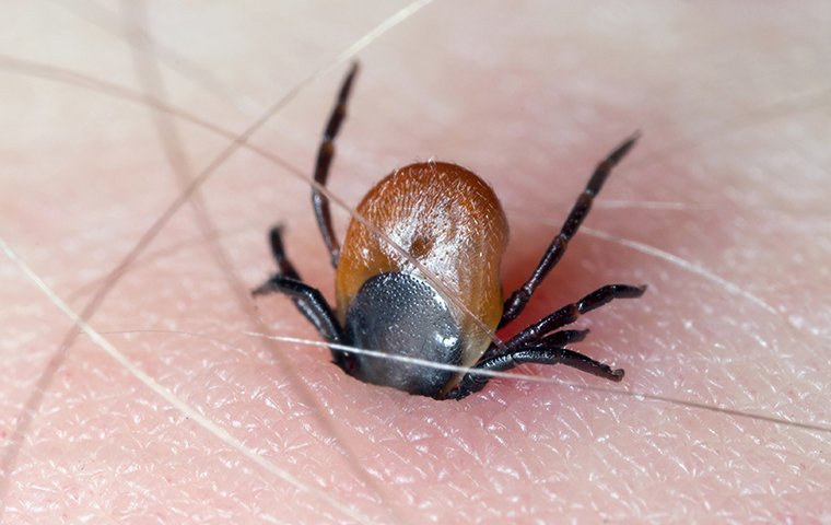 tick biting a person