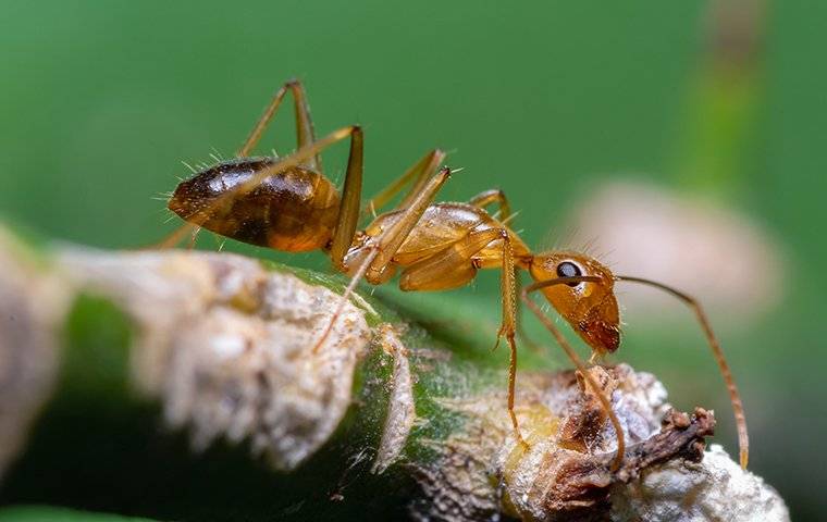 crazy ant up close