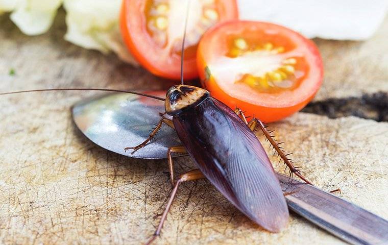 cockroach on a table